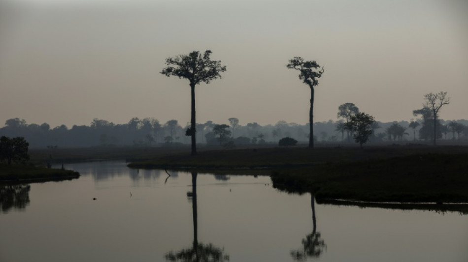 Deforestation hits record low in Brazilian Amazon in November