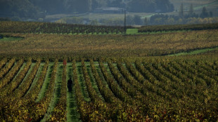 France expects massive slump in 2024 wine harvest