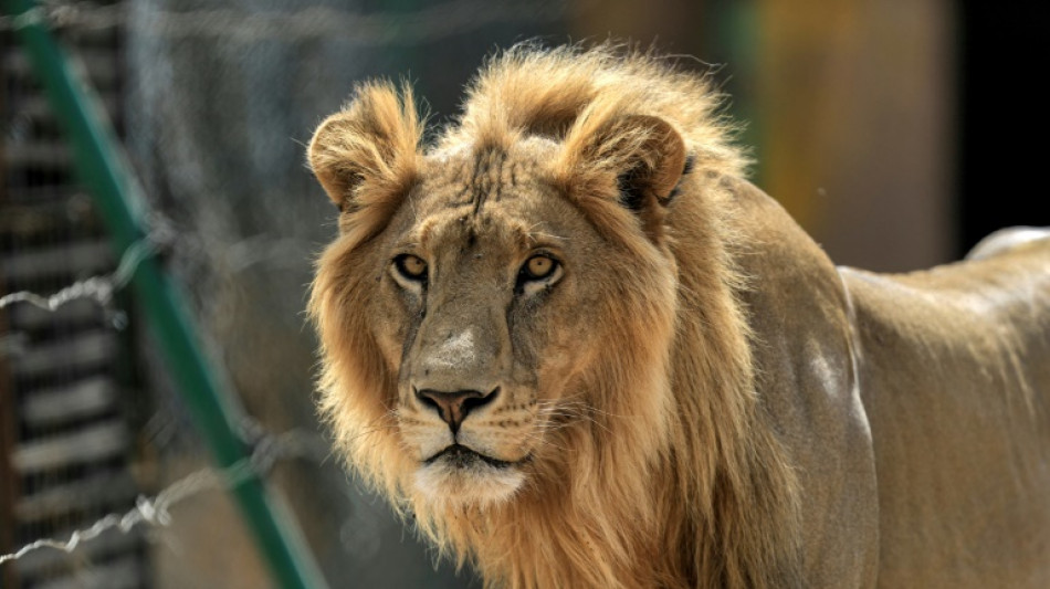 Tres leones fueron abatidos en Sudán tras intentar escapar de una base paramilitar