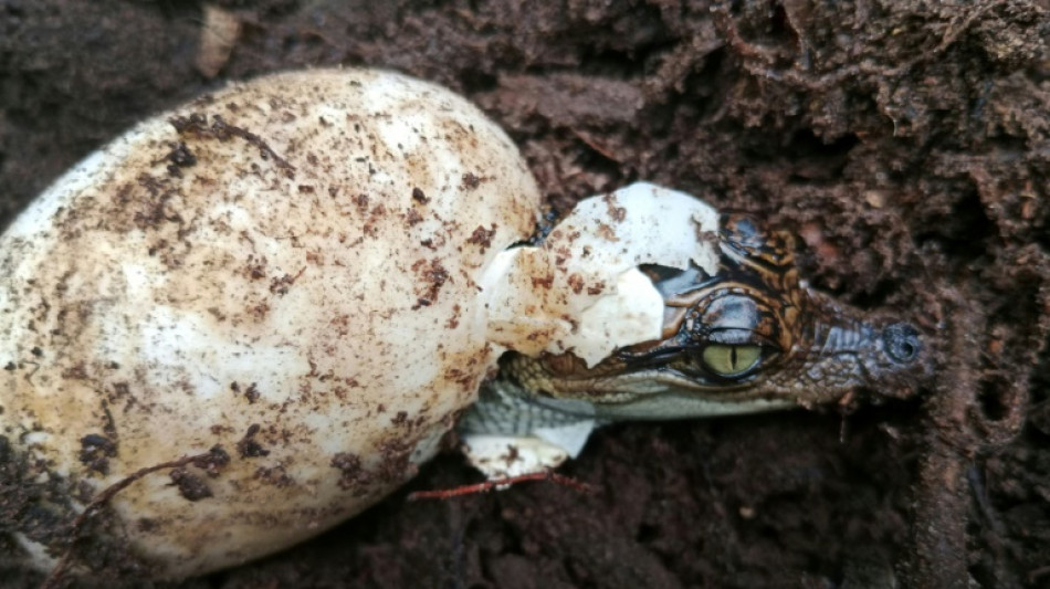 'Hope' as 60 rare Siamese crocodiles hatch in Cambodia