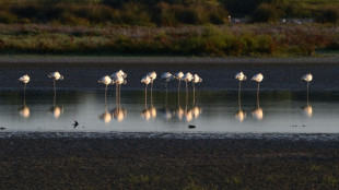 Spain vows to block farming near threatened wetlands