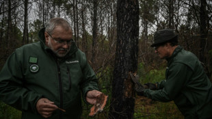 Gironde: après les incendies monstres, la forêt face aux insectes ravageurs