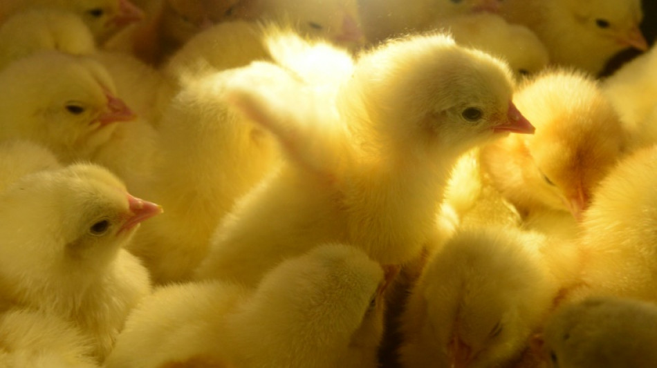 La filière oeufs a quelques mois pour arrêter d'éliminer les poussins mâles