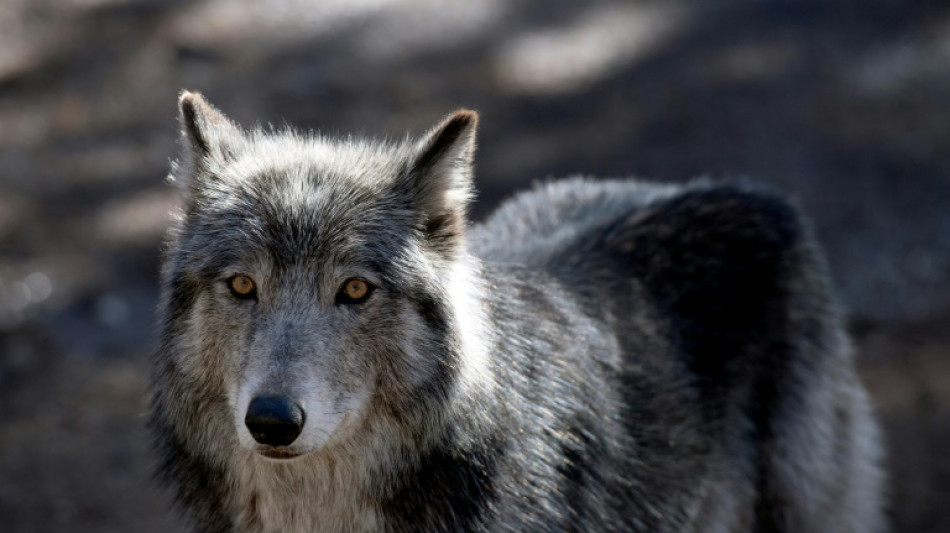 Les loups, comme les chiens, savent distinguer les voix humaines (étude)