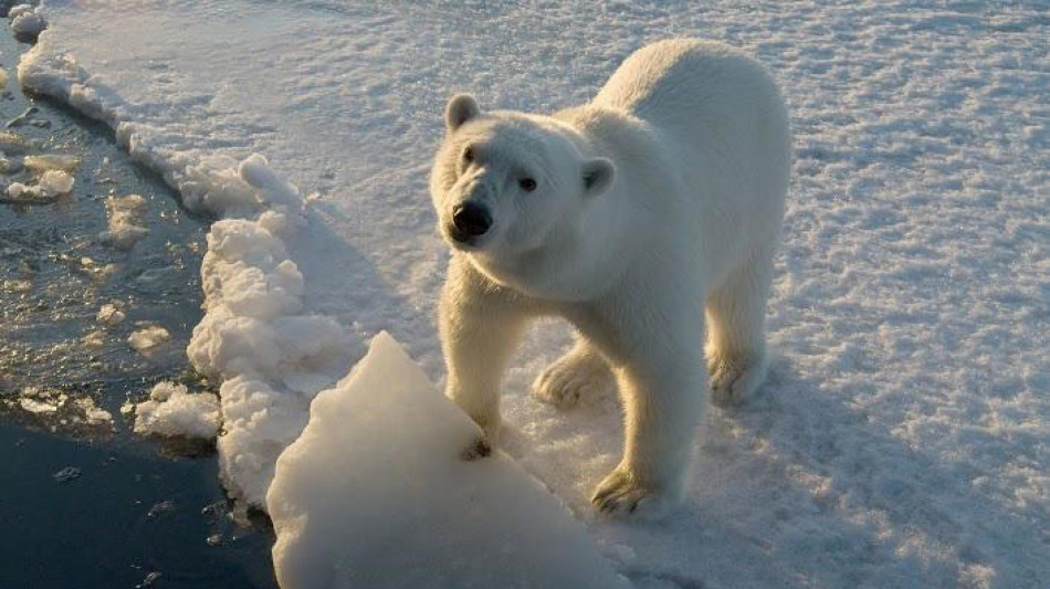 Lesioni sulle zampe degli orsi polari, sotto accusa il clima