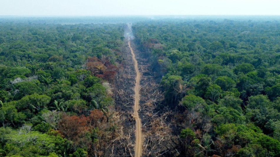 Carrefour still sells beef tied to Brazil deforestation: NGO