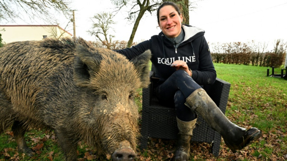 Gezähmte Wildsau Rillette darf bei Besitzerin in Frankreich bleiben