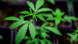 Mehr Spielraum für Behörden: Bundesrat billigt Änderungen am Cannabisgesetz
