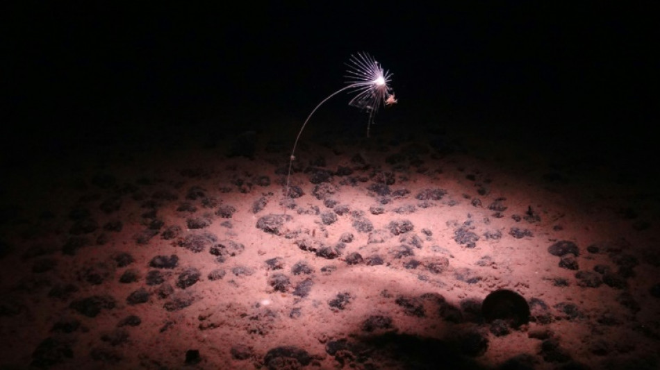 Dans les abysses, l'appétit minier a lancé une course pour nommer une faune et une flore méconnues