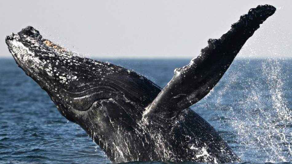 Quatre décennies après le moratoire, pourquoi la chasse à la baleine continue