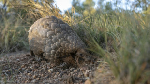 Afrique du Sud: l'hôpital de la seconde chance pour les pangolins, victimes du braconnage