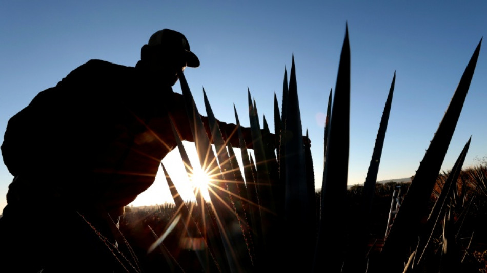 After the party, Mexican agave farmers face tequila hangover