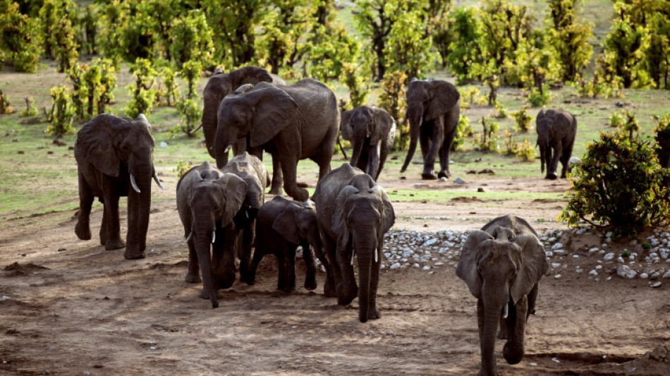 60 Zimbabweans killed by elephants this year