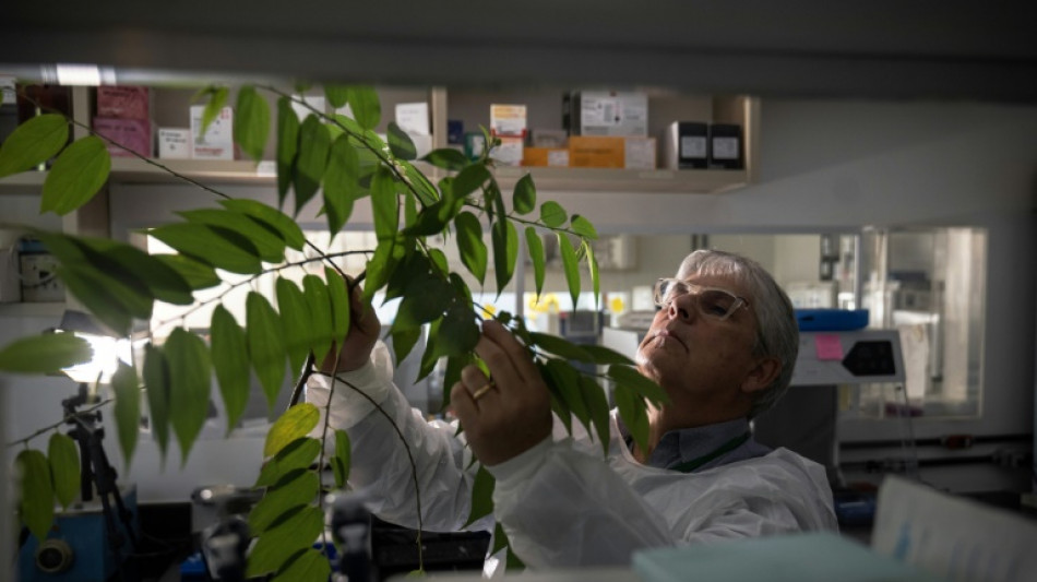 Medicar sem 'chapar': planta parecida com a cannabis gera esperança no Brasil