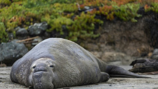 Pour se reproduire, l'éléphant de mer doit grossir, au risque d'en mourir