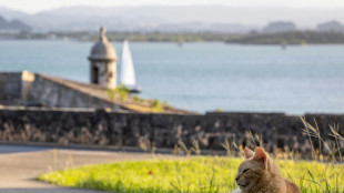 Hissed off: San Juan cat removal plan prompts outcry, lawsuit