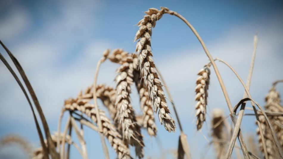 La France céréalière sonnée face à une moisson de blé historiquement faible