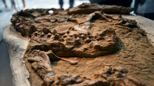 Peru scientists unveil crocodile fossil up to 12 million years old