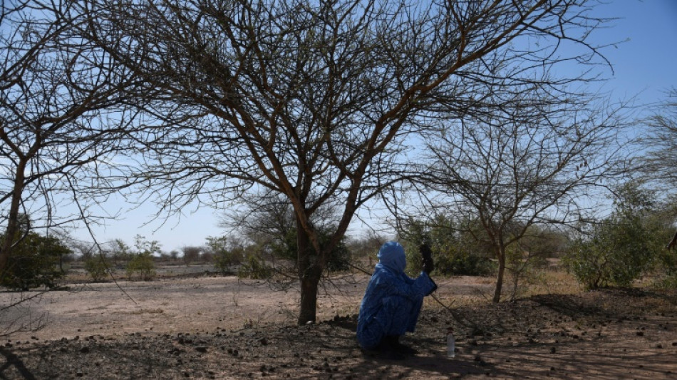 Niger activists call for wood-free Eid barbecues to save trees