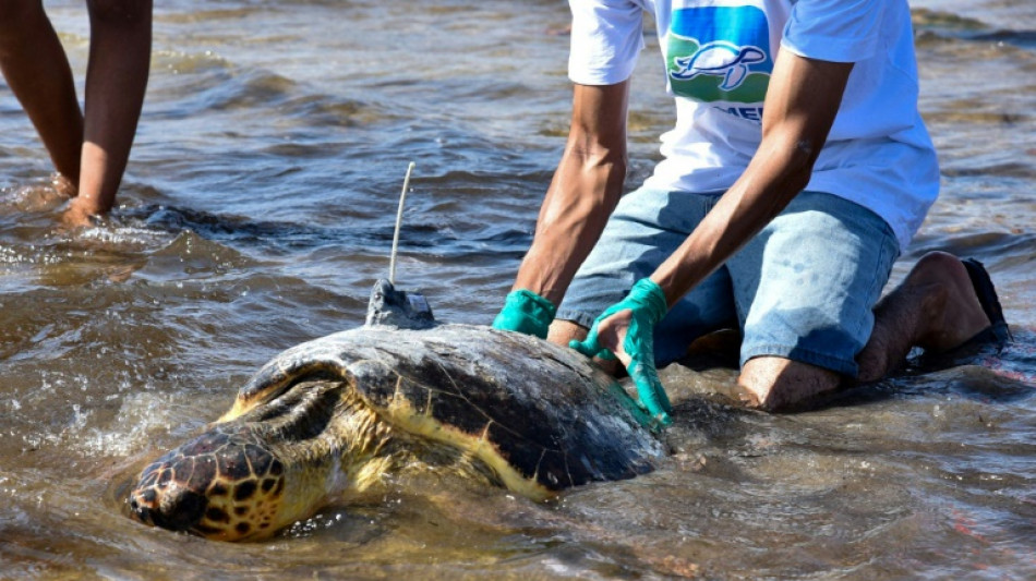 Tunisie: un centre unique au Maghreb pour les tortues en danger