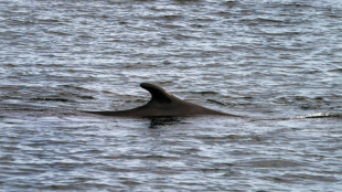 Un nouveau cétacé observé dans la Seine, dans l'estuaire du Havre