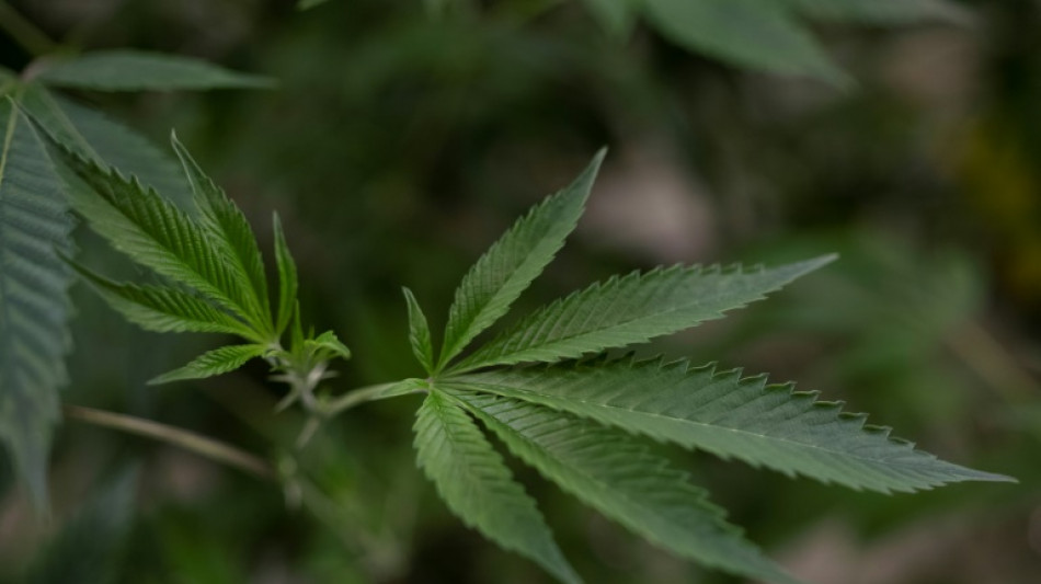 Bericht: Lauberbachs Cannabis-Eckpunkte am Mittwoch im Bundeskabinett