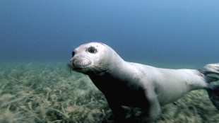 Una mappa interattiva monitora la foca monaca nel Mediterraneo