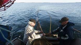 In a pickle: Baltic herring threatened by warming sea