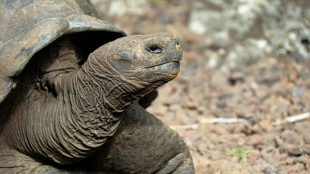 Ecuador investigates killing of four Galapagos giant tortoises