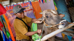 Moo-sage: Indonesia salon gets cows in shape for Eid sacrifice