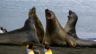 Mortalité anormale d'éléphants de mer sur une île de l'archipel Crozet