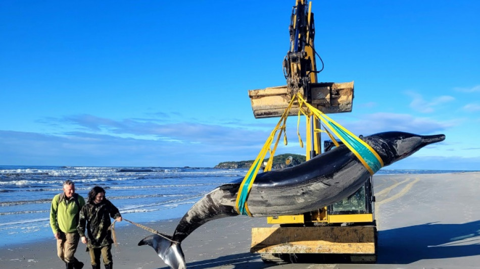 Dissection d'un spécimen rare de baleine en Nouvelle-Zélande