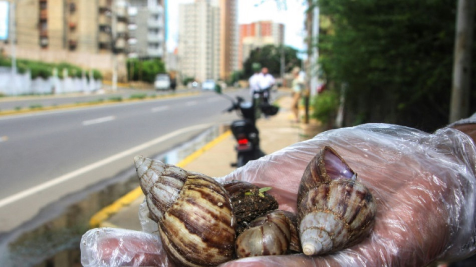 L'ouest du Venezuela envahi par des escargots géants, plaie des récoltes