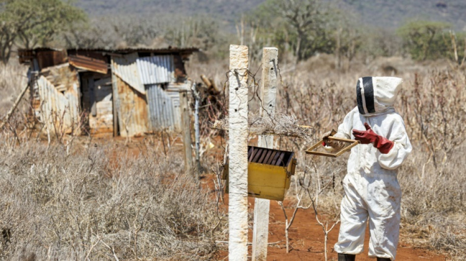 Bees help tackle elephant-human conflict in Kenya