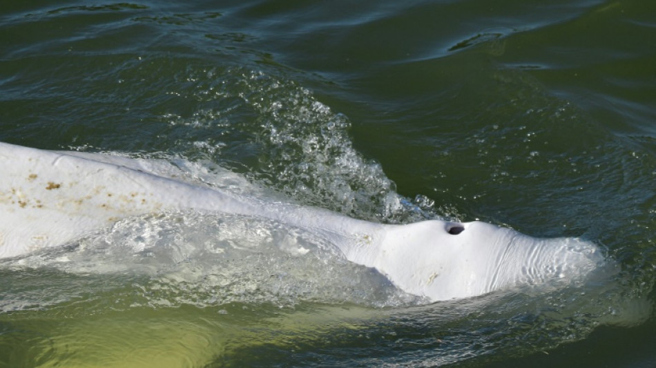 Francia inició operación rescate de una beluga extraviada en el Sena