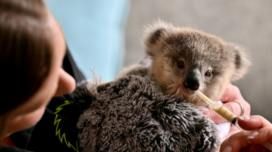 Los koalas, amenazados por las carreteras y la clamidia en Australia