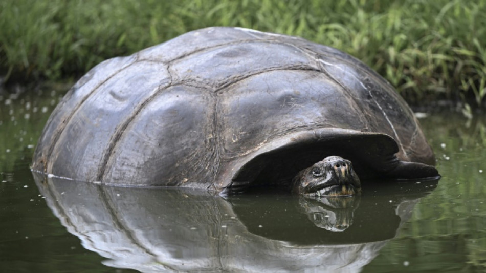 Endangered Galapagos tortoises suffer from human waste: study