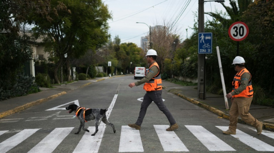 Suki, el único olfato que detecta fugas de agua subterráneas en Chile
