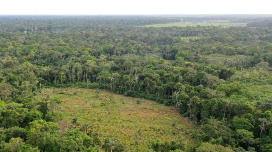 Colombie: hausse de la déforestation, les guérillas pointées du doigt