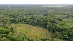 Colombie: hausse de la déforestation, les guérillas pointées du doigt