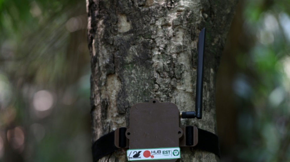 Tree-hugging AI to the rescue of Brazilian Amazon