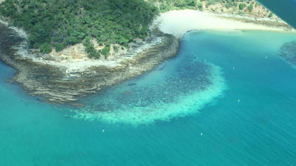 La ONU considera clasificar la Gran Barrera de Coral como "en peligro"