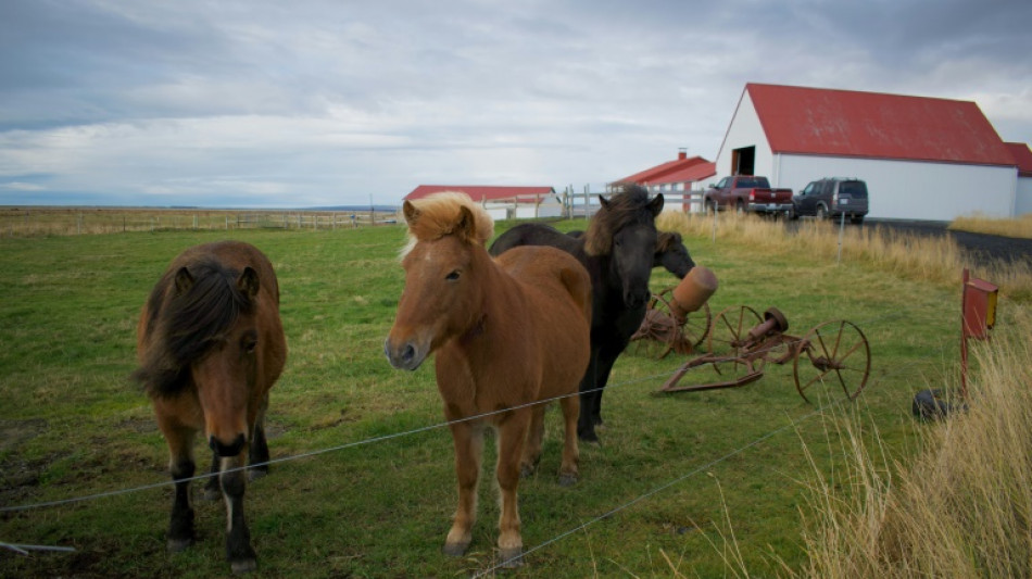 En Islande, on saigne bien les chevaux