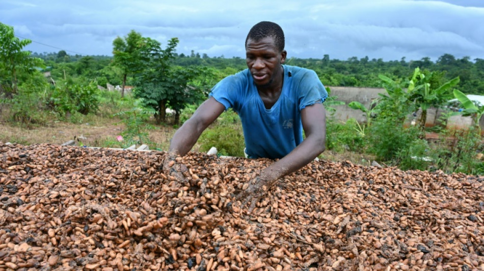 La menace climatique pèse sur le chocolat, alertent des chercheurs