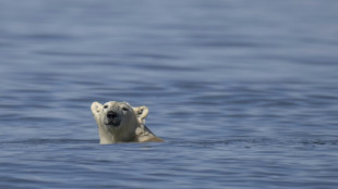 Polar bears could vanish from Canada's Hudson Bay if temperatures rise 2C
