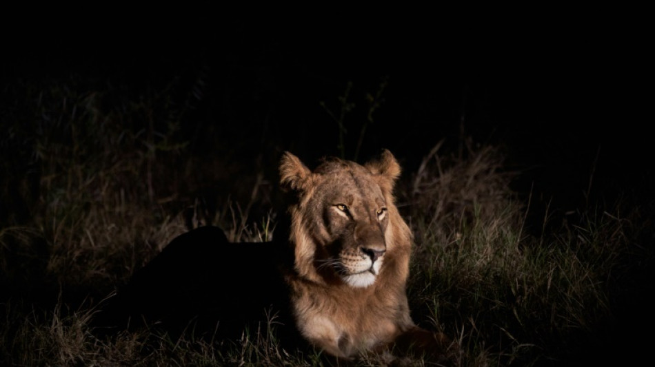 Un niño sobrevive durante cinco días entre leones en un parque de Zimbabue