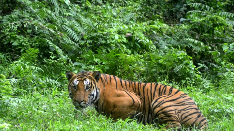 Protecting India's tigers also good for climate: study