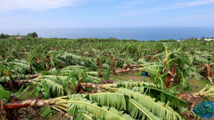 À La Réunion, des hectares couchés par les vents du cyclone Garance