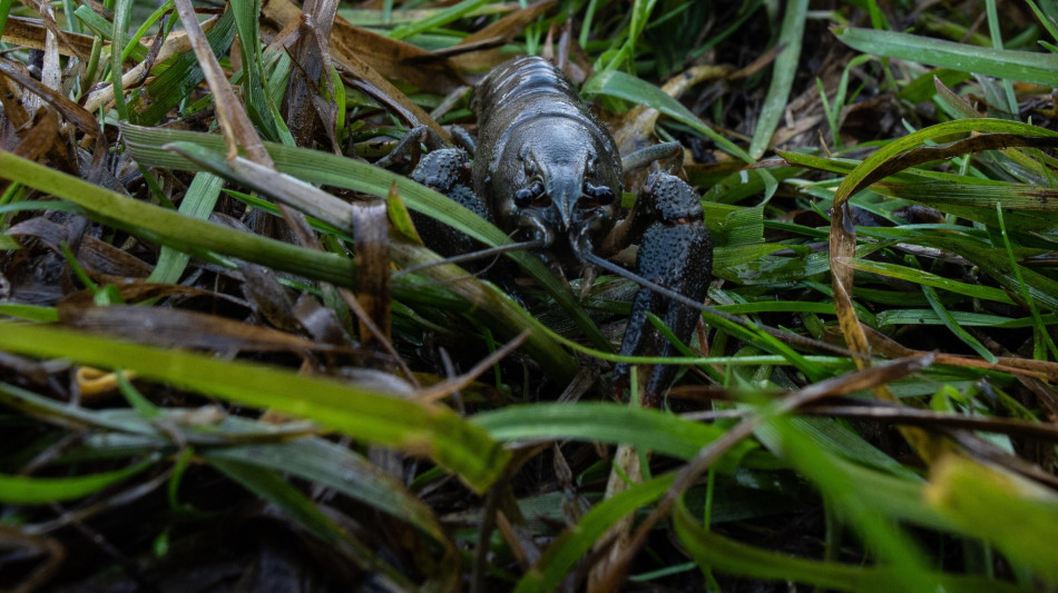 Tenero e arruffato, un baby crostaceo diventa la star dei social