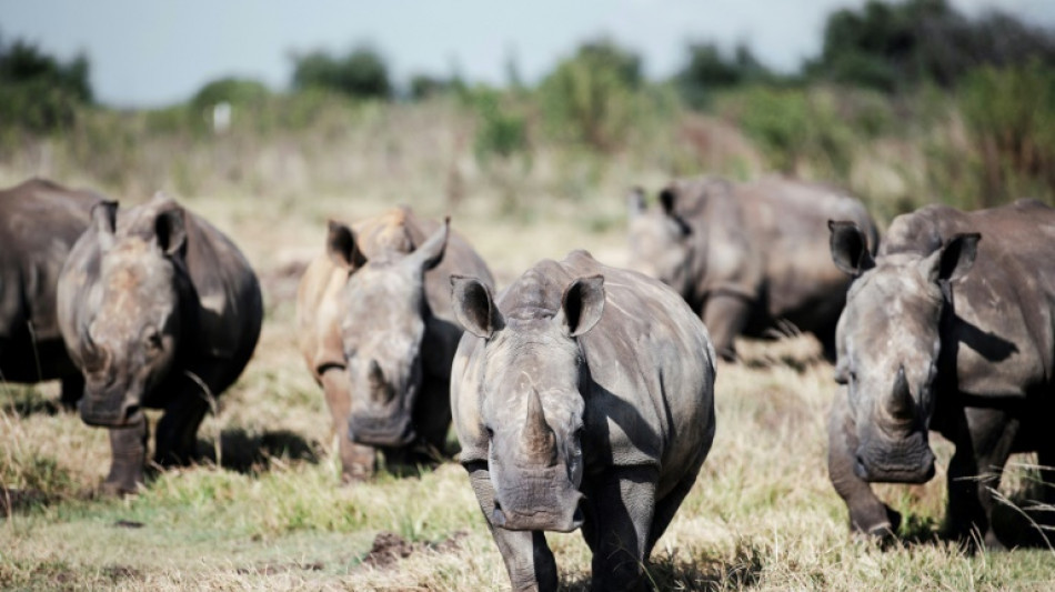 S.African rhino farm, world's largest, bought by NGO 